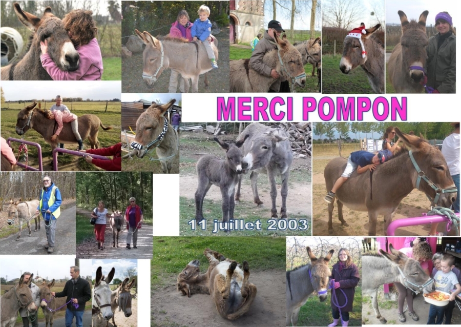 Pompon